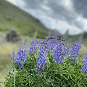 Meet your Posher, Holly